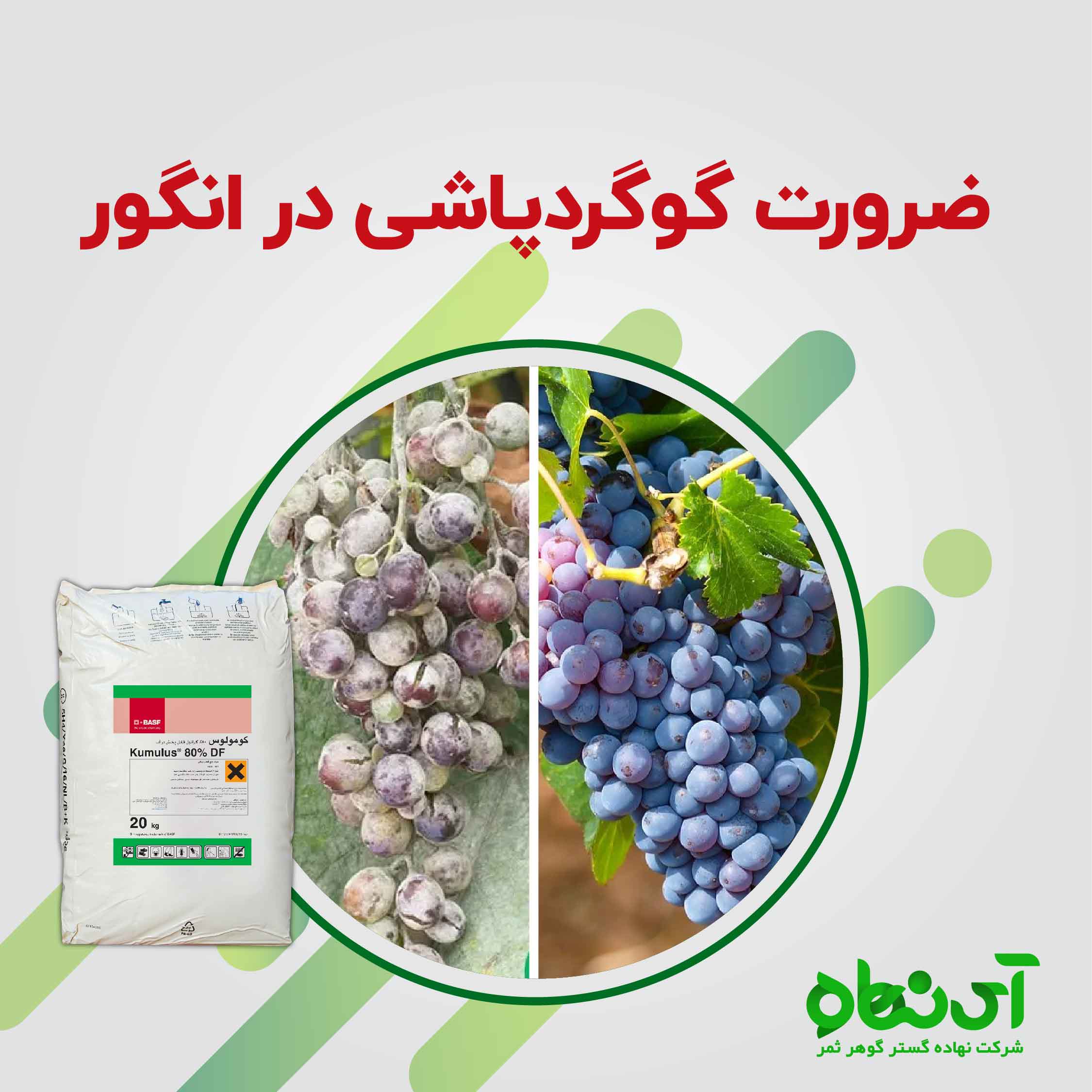 ضرورت گوگردپاشی در انگور